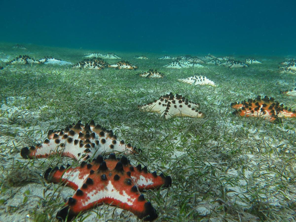 פוארטו גאלרה Deluna Diving Resort מראה חיצוני תמונה