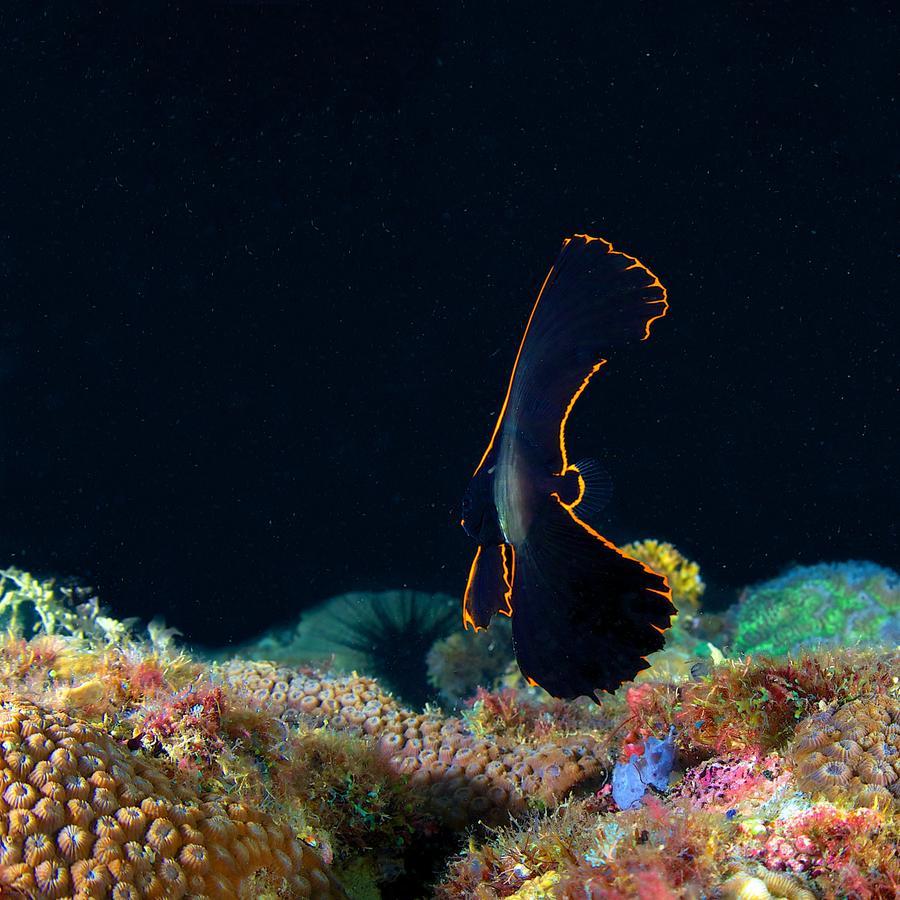פוארטו גאלרה Deluna Diving Resort מראה חיצוני תמונה