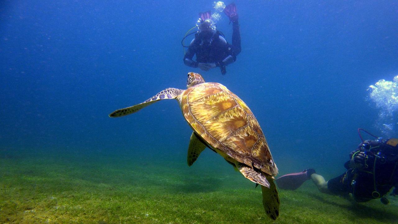 פוארטו גאלרה Deluna Diving Resort מראה חיצוני תמונה